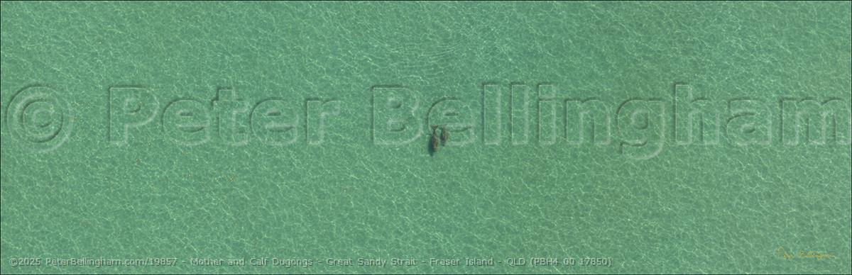Peter Bellingham Photography Mother and Calf Dugongs - Great Sandy Strait - Fraser Island - QLD (PBH4 00 17850)